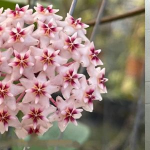 Hoya Erythrostemma "hat som paen"  ( rooted cutting )
