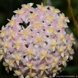Hoya erythrostemma pink ( rooted cutting )