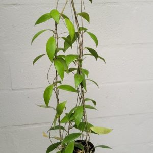 Hoya erythrostemma choking pink (IML 1423) (large)