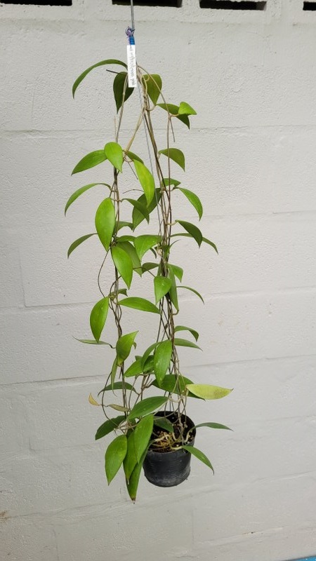 Hoya erythrostemma choking pink (IML 1423) (large)