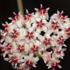 Hoya erythrostemma sukhirin narathiwat ( rooted cutting )