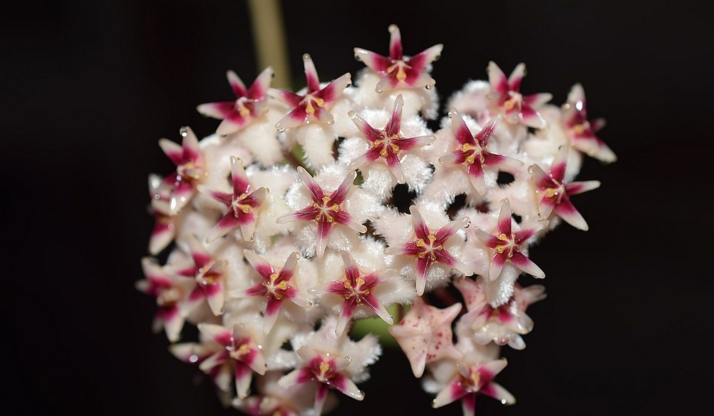 Hoya erythrostemma sukhirin narathiwat ( rooted cutting )