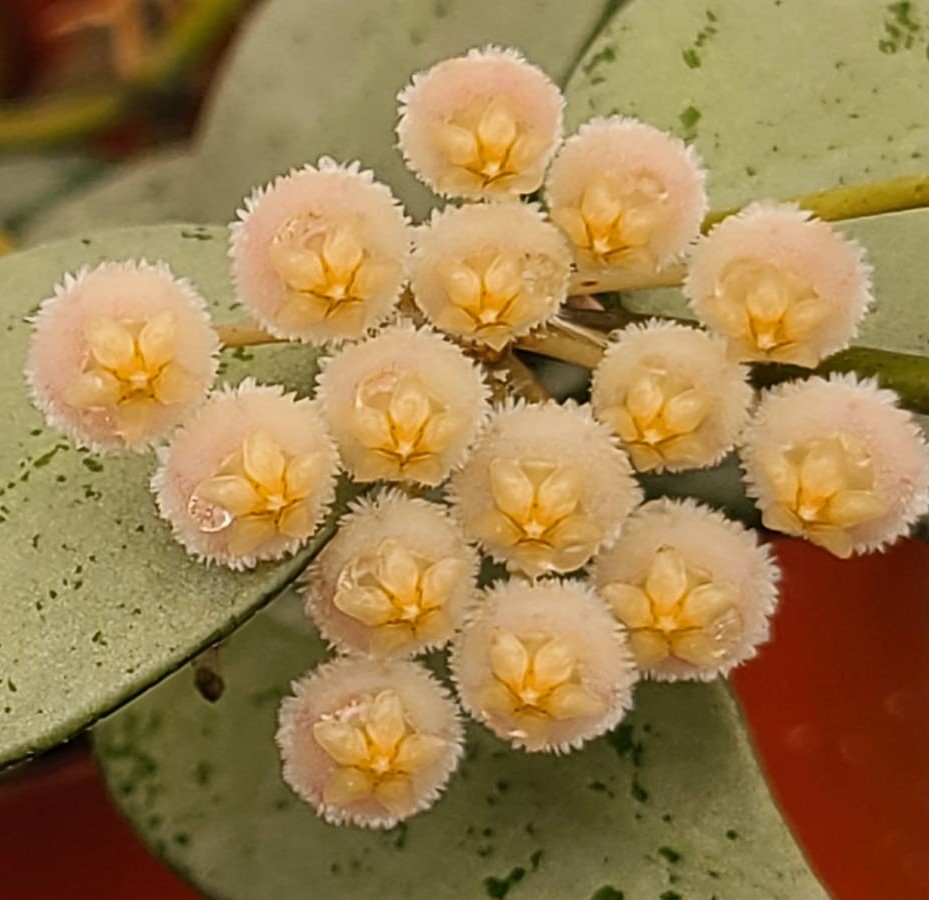 Hoya krohniana eskimo black (large) - Image 2