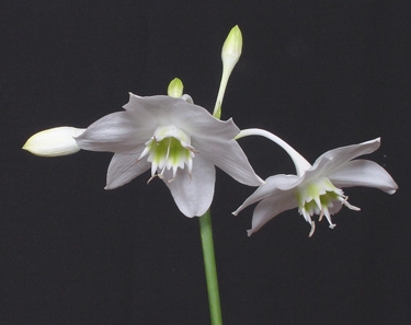Eucharis amazonica