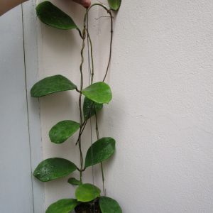 Hoya excavata (large)