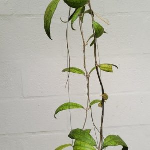Hoya finlaysonii songkhla (large))