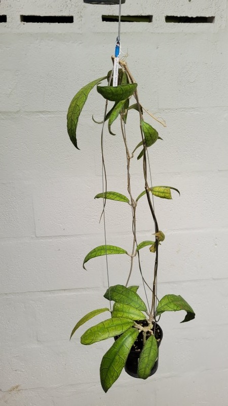 Hoya finlaysonii songkhla (large))