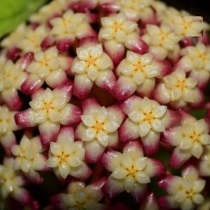 Hoya finlaysonii big and long leaves (large)
