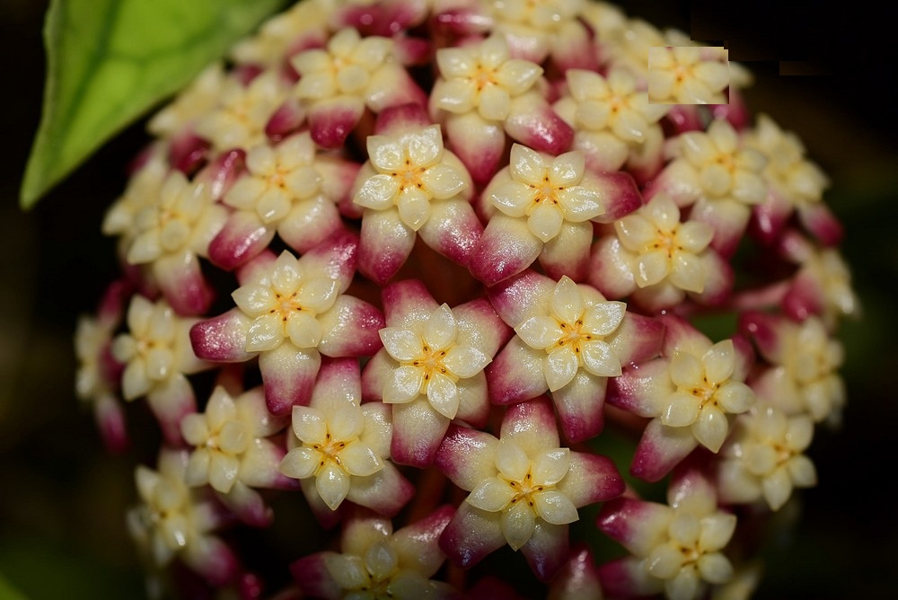 Hoya finlaysonii big and long leaves (large)