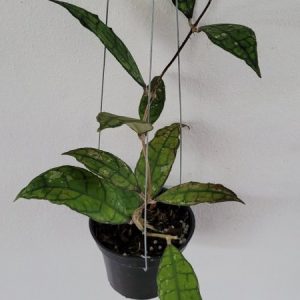 Hoya finlaysonii black leaves (large)