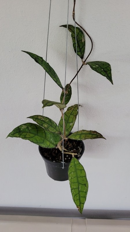 Hoya finlaysonii black leaves (large)