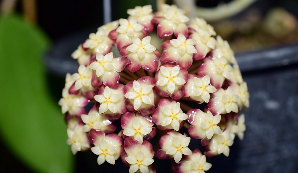Hoya finlaysonii (dark) (large) - Image 2