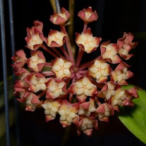 Hoya finlaysonii  Nova (large)