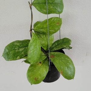 Hoya finlaysonii x deykeae chicken farm (large)