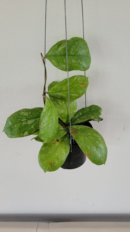 Hoya finlaysonii x deykeae chicken farm (large)