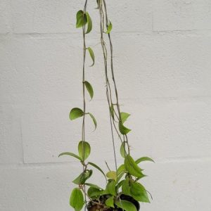 Hoya fitchi (large)