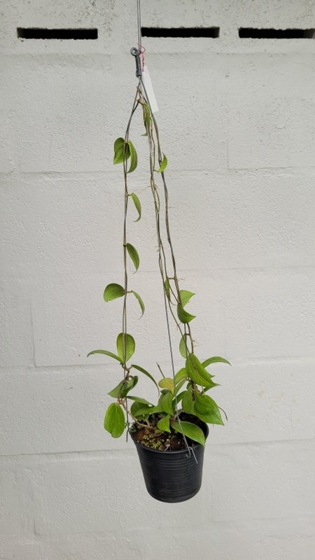 Hoya fitchi (large)