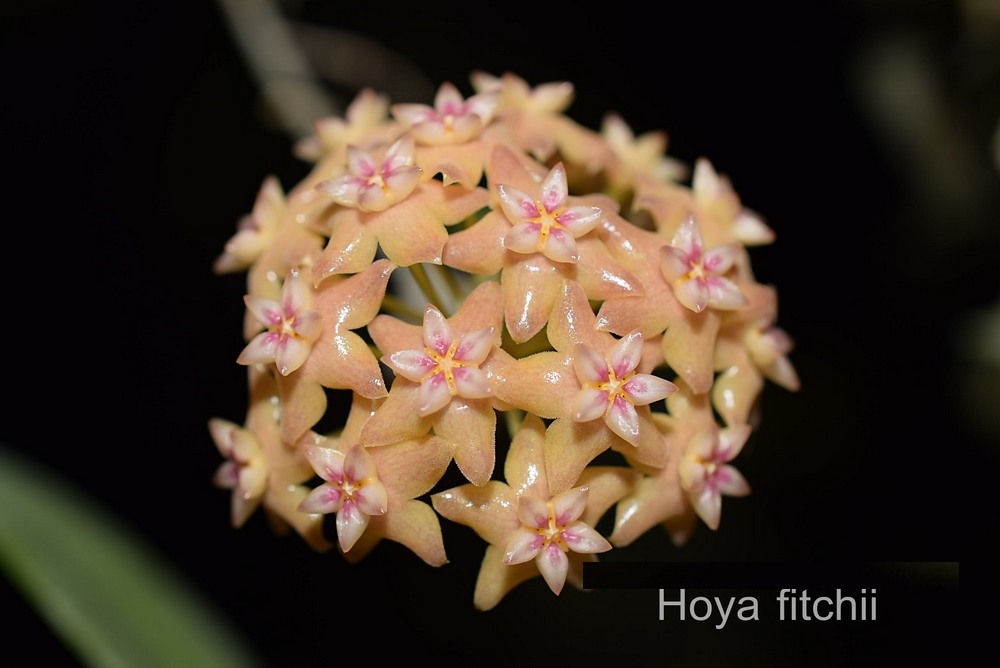 Hoya fitchii ( rooted cutting )