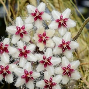 Hoya flagellata (large)