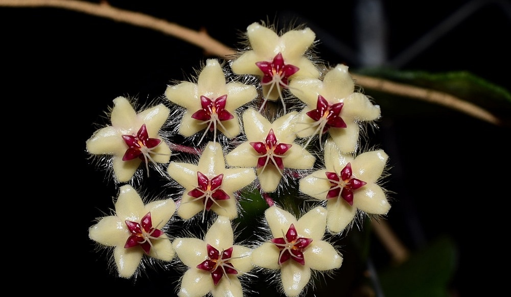 Hoya flagellata yellow ( rooted cutting )
