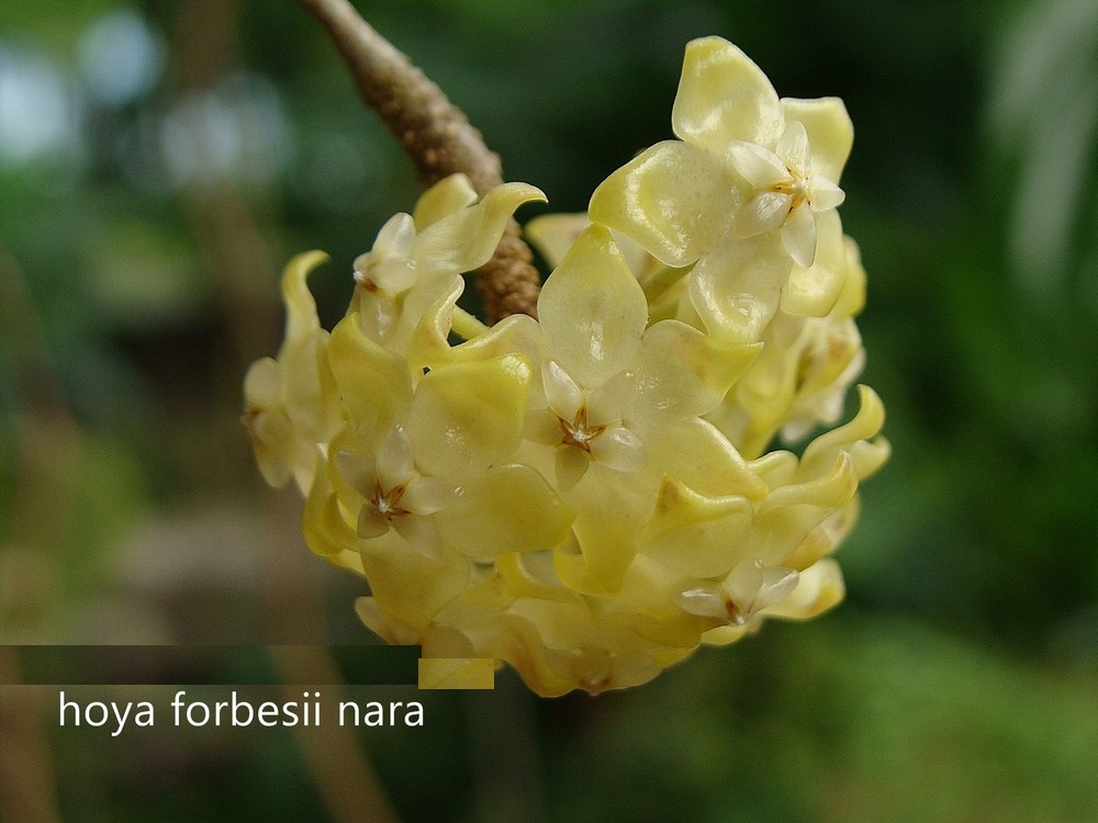 Hoya forbesii nara ( rooted cutting )