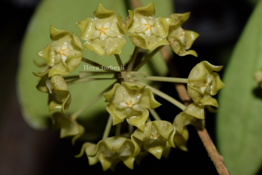 Hoya forbesii ( rooted cutting )