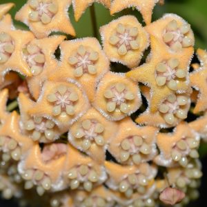 Hoya fraterna ( rooted cutting )
