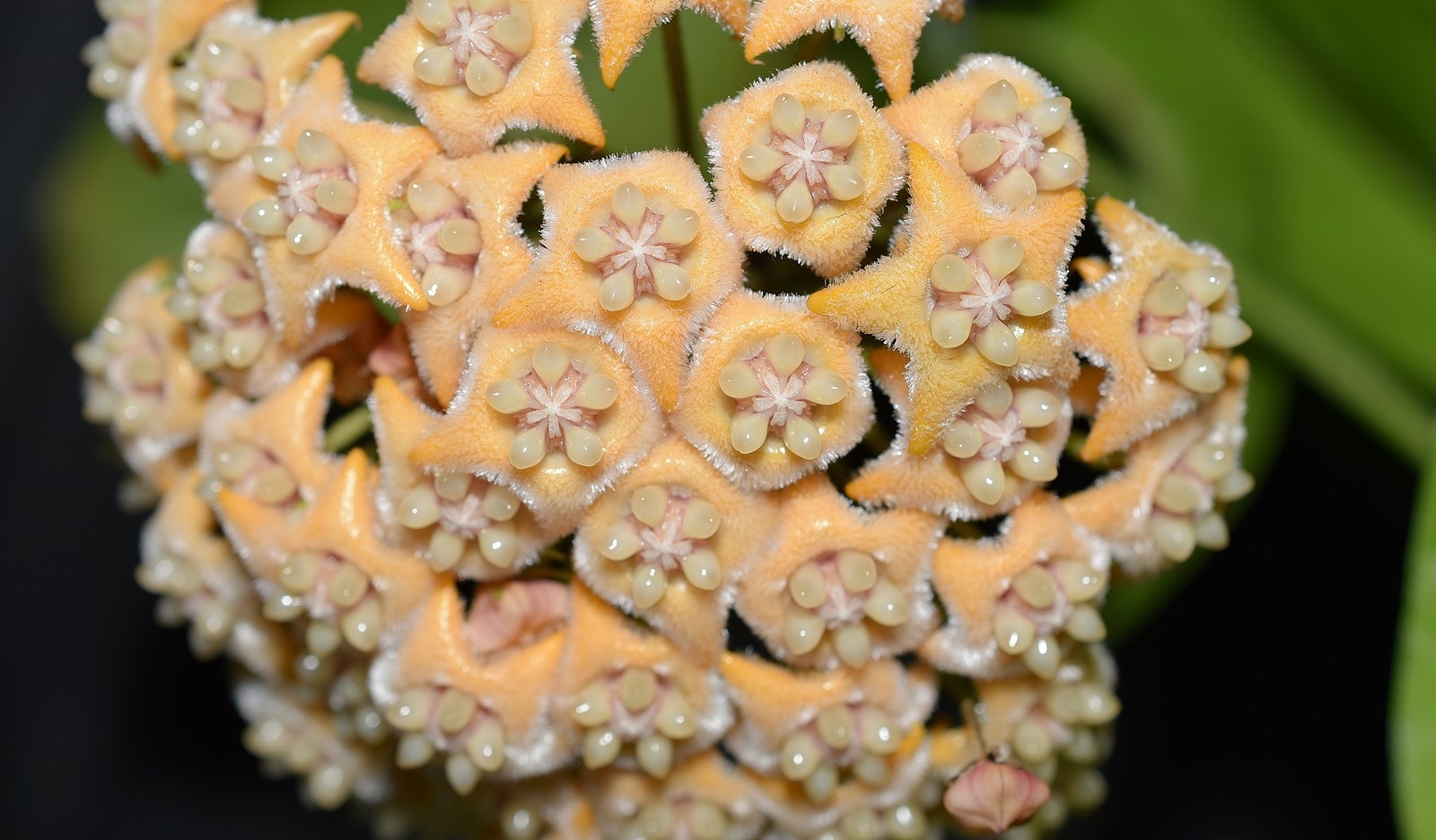 Hoya fraterna ( rooted cutting )