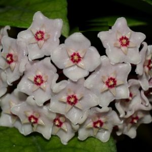 Hoya fungii ( rooted cutting )