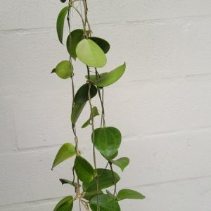 Hoya genevieve (large)