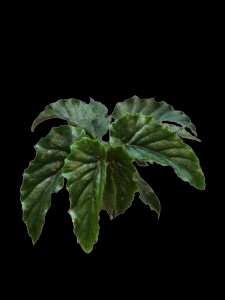 Begonia ginny Hybrid