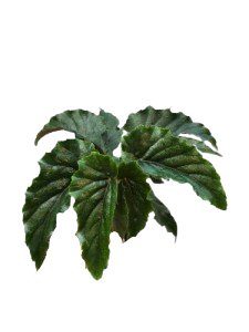 Begonia ginny Hybrid - Image 2