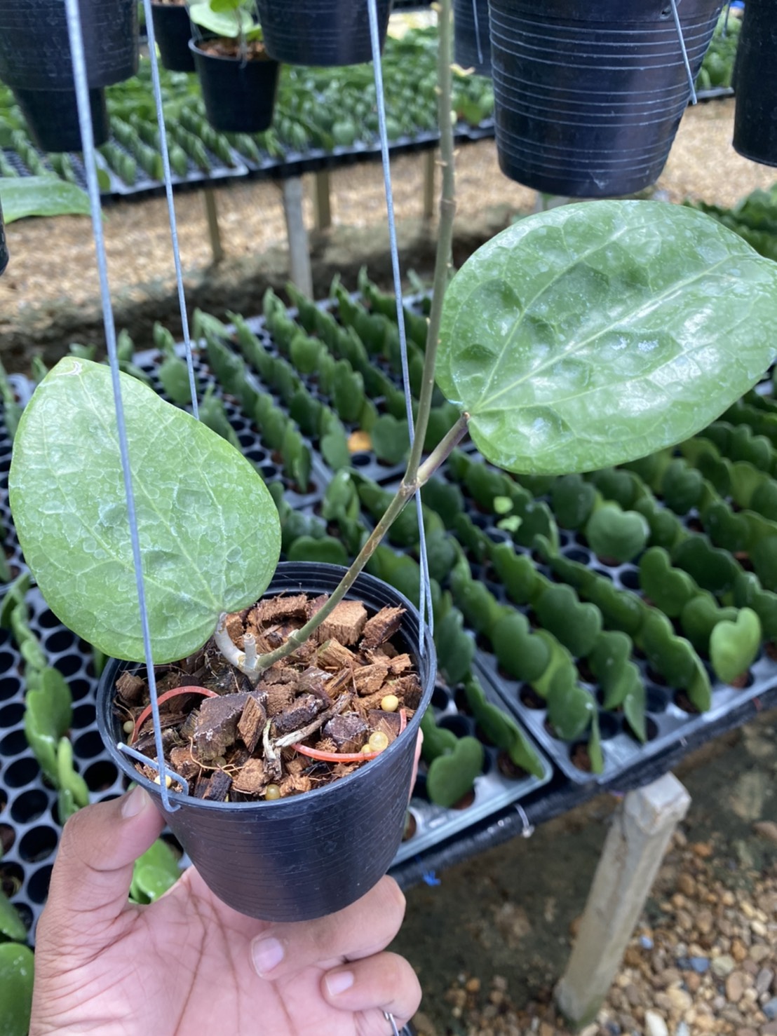 Hoya glabra ( rooted cutting ) - Image 2
