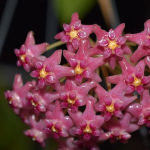 Hoya glabra Schlechter ( rooted cutting )