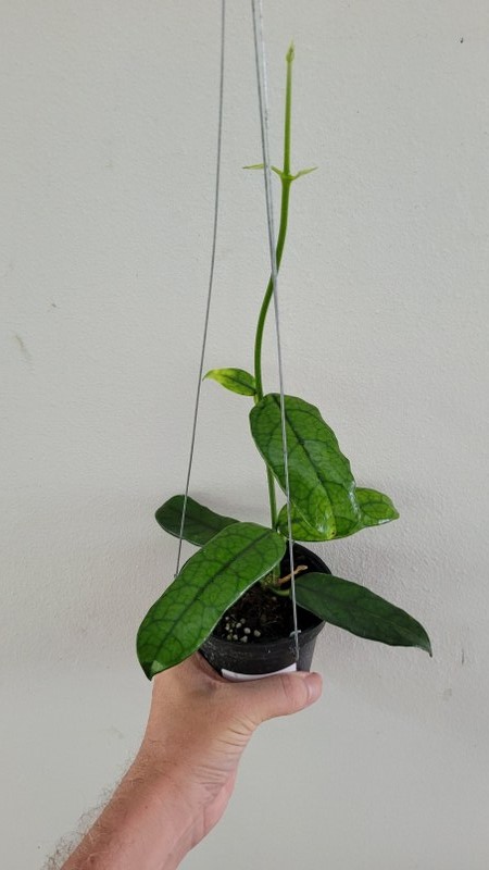 Hoya globulosa (large)
