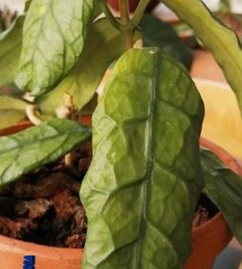 Hoya globulosa  ( rooted cutting )