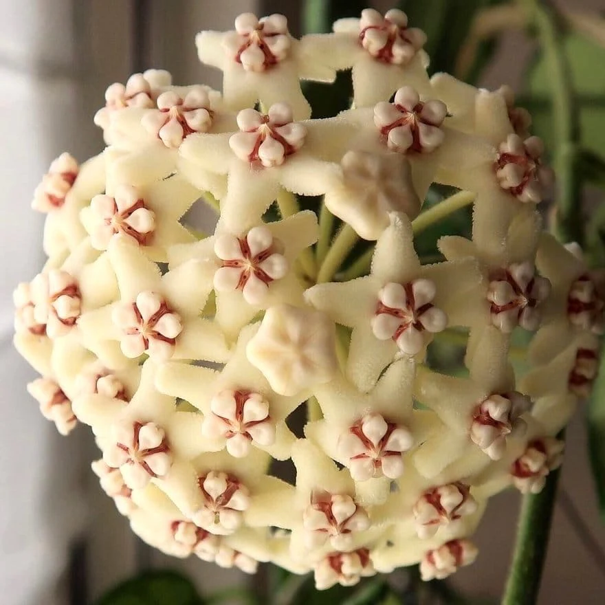 Hoya globulosa (large) - Image 2