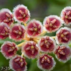 Hoya gps 7-35 ( rooted cutting )