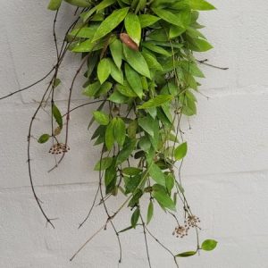 Hoya gracilis (large)