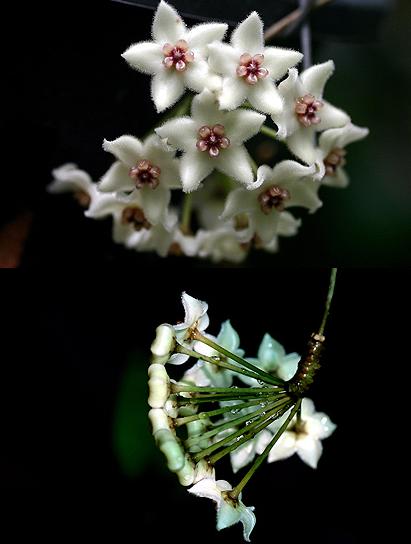 Hoya graveolens (large) - Image 2