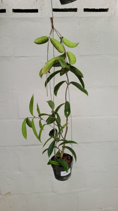 Hoya graveolens (large)