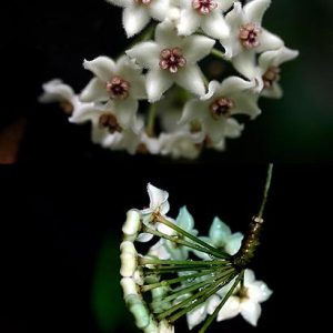 Hoya graveolens ( rooted cutting )