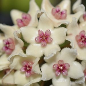 Hoya graveolens mukdahan ( rooted cutting )
