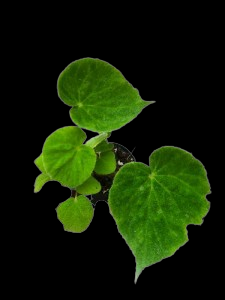 Begonia green carpet ,Hybrid