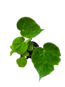 Begonia green carpet ,Hybrid - Image 2