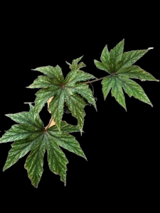 Begonia gryphon, Hybrid