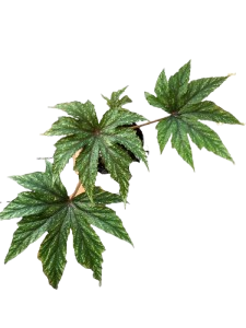 Begonia gryphon, Hybrid - Image 2