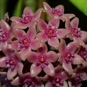 Hoya hanhiae deep violet  ( rooted cutting )