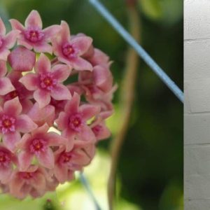 Hoya hanhiae light pink (large)