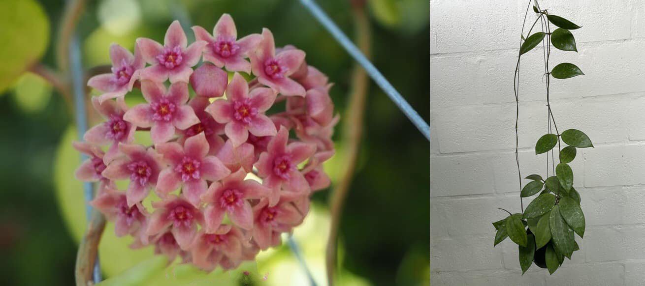 Hoya hanhiae light pink (large)